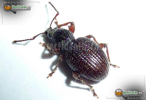 Thumbnail image of the Strawberry-Root-Weevil