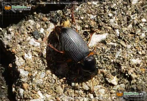 Thumbnail image of the Strawberry-Seed-Beetle