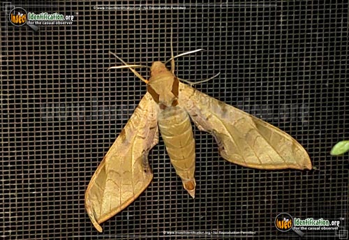 Thumbnail image #2 of the Streaked-Sphinx-Moth