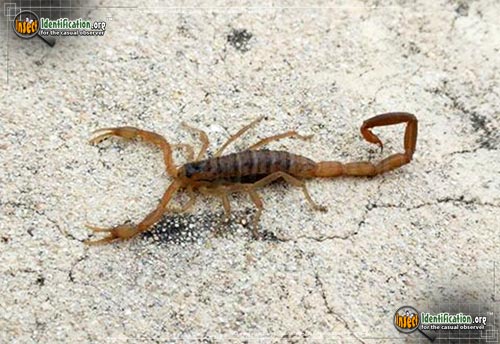 Thumbnail image of the Striped-Bark-Scorpion