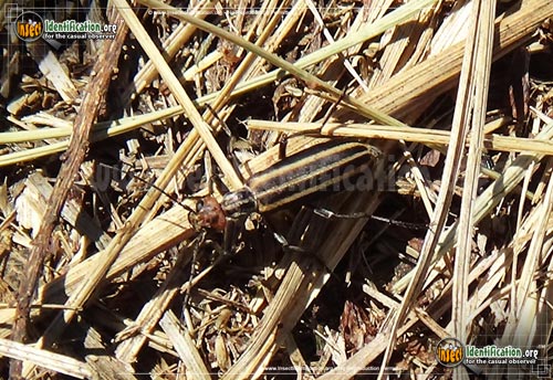 Thumbnail image of the Striped-Blister-Beetle