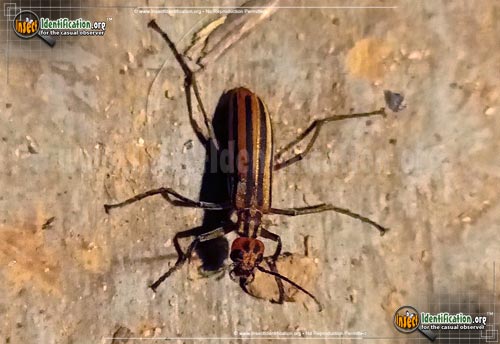 Thumbnail image #3 of the Striped-Blister-Beetle