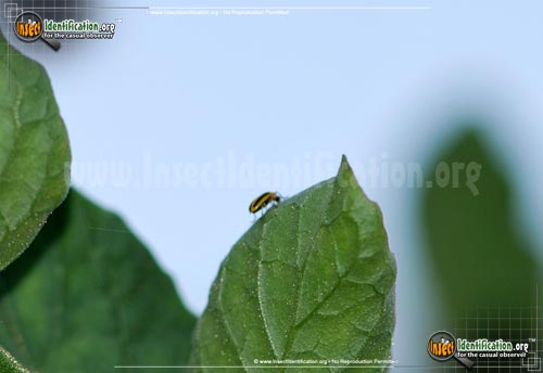 Thumbnail image #2 of the Striped-Cucumber-Beetle