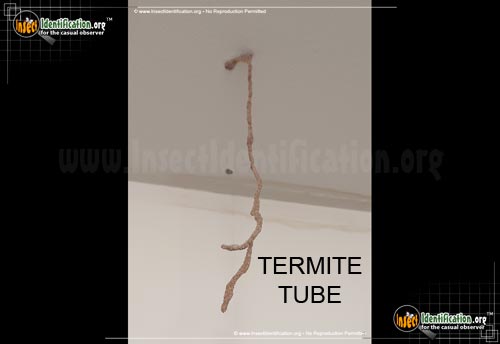 Thumbnail image #3 of the Termites