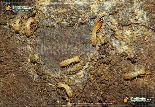 Thumbnail image of the Termites
