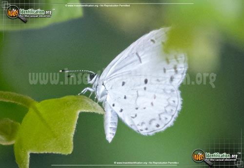 Thumbnail image #2 of the Summer-Azure-Butterfly