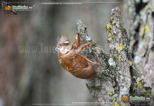 Thumbnail image #5 of the Swamp-Cicada