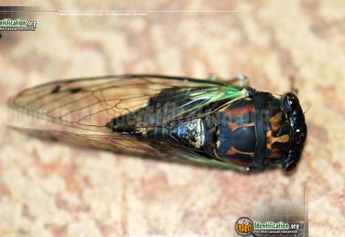 Thumbnail image of the Swamp-Cicada