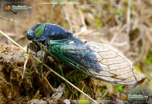Thumbnail image #2 of the Swamp-Cicada