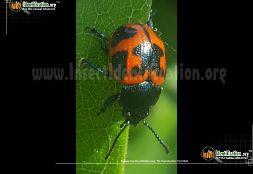 Thumbnail image #7 of the Swamp-Milkweed-Leaf-Beetle