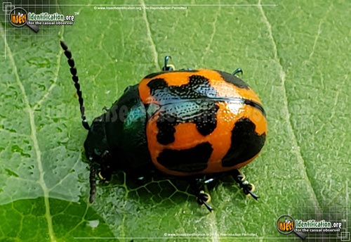 Thumbnail image of the Swamp-Milkweed-Leaf-Beetle