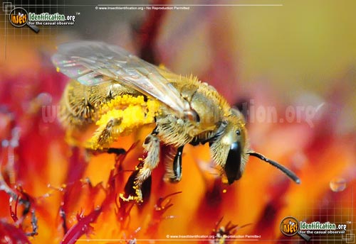 Thumbnail image of the Sweat-Bee