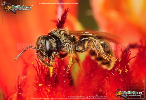 Thumbnail image #4 of the Sweat-Bee