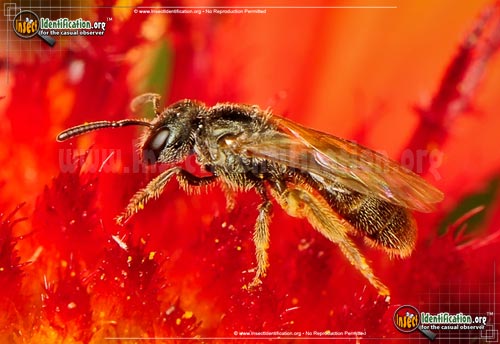 Thumbnail image #5 of the Sweat-Bee