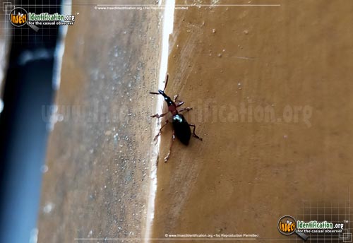 Thumbnail image of the Sweet-Potato-Weevil-Beetle