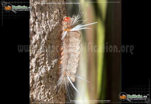 Thumbnail image #4 of the Sycamore-Tussock-Moth