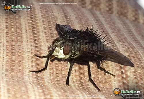 Thumbnail image #2 of the Tachinid-Fly-Juriniopsis