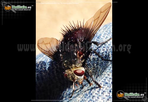Thumbnail image #3 of the Tachinid-Fly-Juriniopsis