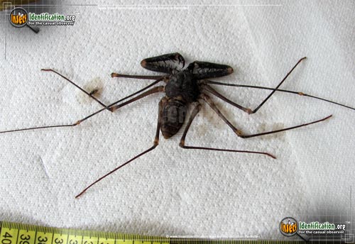 Thumbnail image of the Tailless-Whipscorpion
