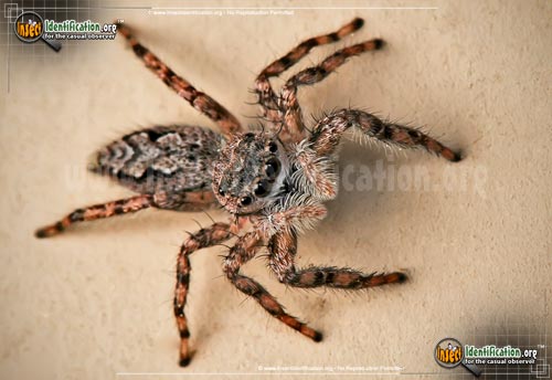 Thumbnail image of the Tan-Jumping-Spider