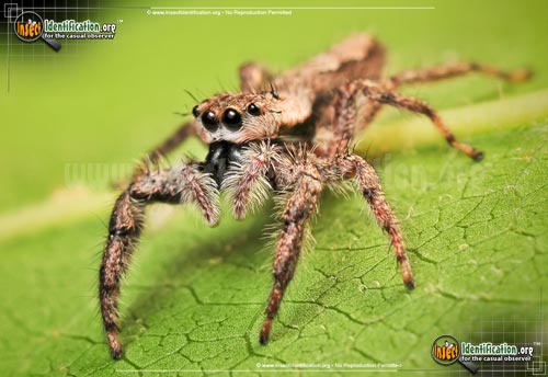 Thumbnail image #8 of the Tan-Jumping-Spider