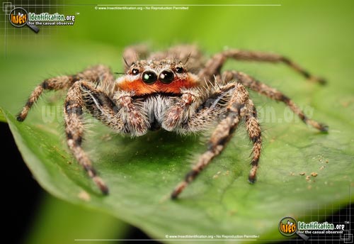 Thumbnail image #5 of the Tan-Jumping-Spider