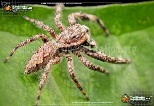 Thumbnail image #11 of the Tan-Jumping-Spider