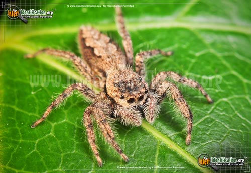 Thumbnail image #12 of the Tan-Jumping-Spider