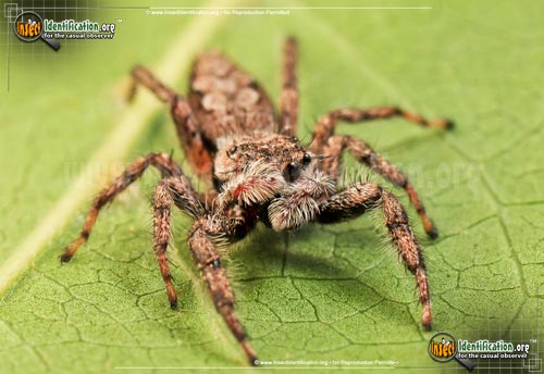 Thumbnail image #2 of the Tan-Jumping-Spider