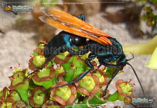 Detailed color picture of an adult Tarantula Hawk Wasp