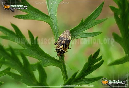 Thumbnail image #2 of the Tarnished-Plant-Bug