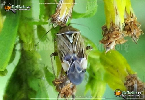 Thumbnail image of the Tarnished-Plant-Bug