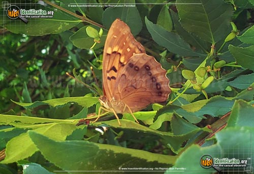 Thumbnail image #3 of the Tawny-Emperor-Butterfly