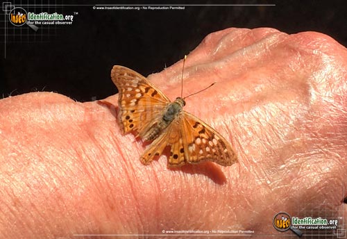 Thumbnail image #5 of the Tawny-Emperor-Butterfly