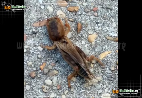 Thumbnail image of the Tawny-Mole-Cricket
