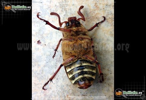 Thumbnail image #4 of the Ten-Lined-June-Beetle