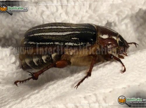Thumbnail image #5 of the Ten-Lined-June-Beetle