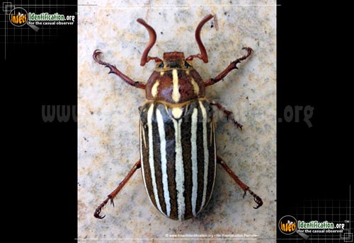 Thumbnail image of the Ten-Lined-June-Beetle