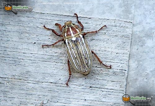 Thumbnail image #3 of the Ten-Lined-June-Beetle