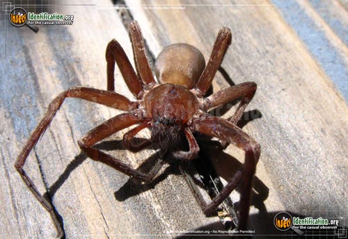 Thumbnail image #3 of the Tengellid-Spider