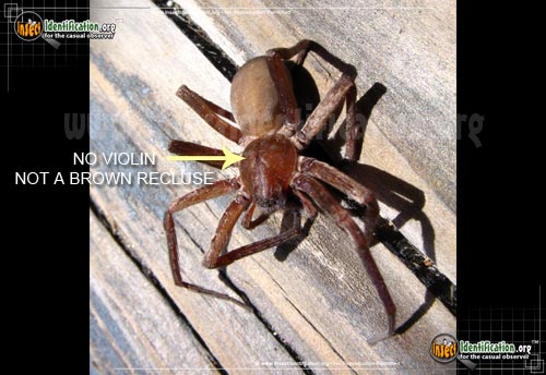 Thumbnail image #2 of the Tengellid-Spider