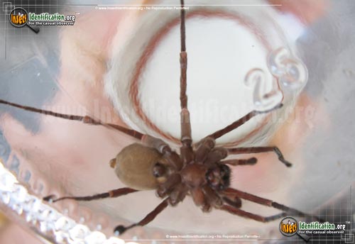 Thumbnail image #5 of the Tengellid-Spider