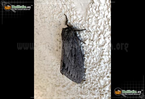 Thumbnail image #2 of the Tent-Moth-Gloveria
