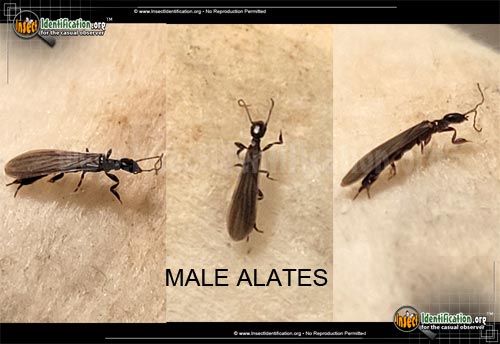 Thumbnail image #8 of the Termites