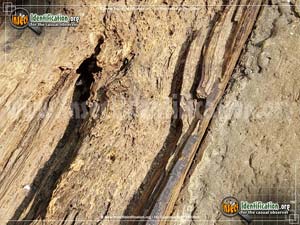 Thumbnail image #4 of the Termites