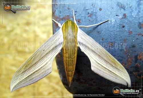Thumbnail image #6 of the Tersa-Sphinx-Moth