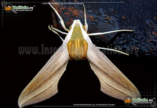 Thumbnail image #7 of the Tersa-Sphinx-Moth