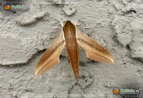 Thumbnail image #3 of the Tersa-Sphinx-Moth