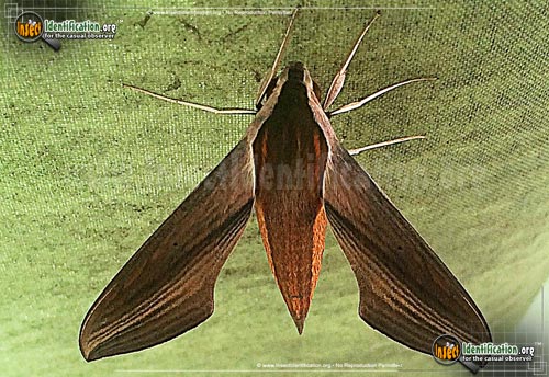 Thumbnail image #10 of the Tersa-Sphinx-Moth