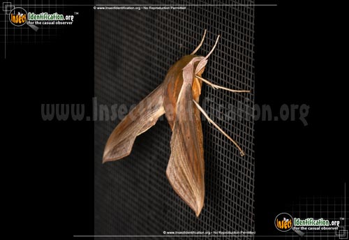 Thumbnail image #5 of the Tersa-Sphinx-Moth